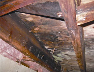 mold and rot in a Farmington crawl space