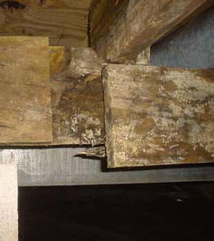 Extensive basement rot found in Canandaigua by Halco Basement Systems