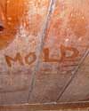 The word mold written with a finger on a moldy wood wall in Walworth