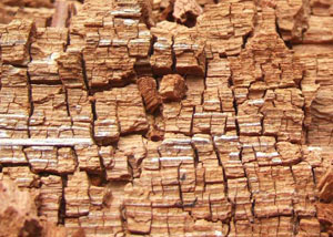Wood severely damaged by dry rot damage in Lyons
