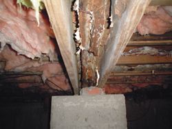 Examining molds in New York