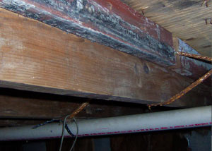 Rotting, decaying wood from mold damage in 