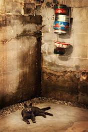 a cat laying in a wet, leaky basement in Farmington, NY